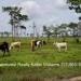 Belize-Sustainable-150-Acre-Organic-Farm25