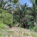 Belize-5.5-Acre-Ready-to-Build-in-Big-Falls-13