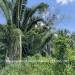 Belize-5.5-Acre-Ready-to-Build-in-Big-Falls-14