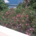 Belize oceanfront home for sale Hopkins Flowers