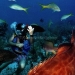 Belize Resort for Sale San Pedro - Diving the Belize Barrier Reef