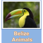 Belize Animals button
