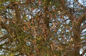 Tamarind Tree Pods