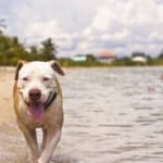 Belize Beautiful Lot Ambergris Caye4