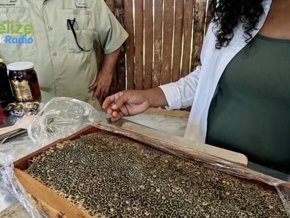 Belize Bee Farm Tour Cayo District Farm To Perfection