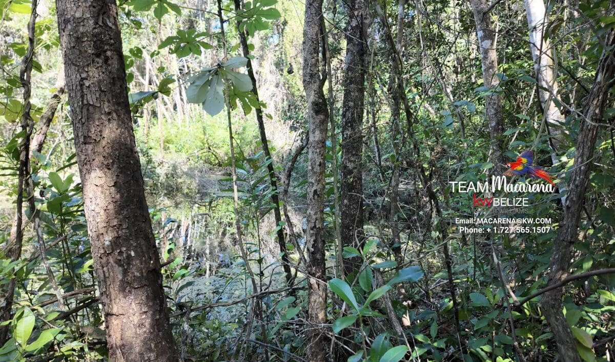 11-Acre Eco Property Near San Ignacio 11-Acre Eco Property Near San Ignacio