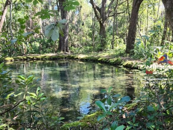 11-Acre Eco Property Near San Ignacio