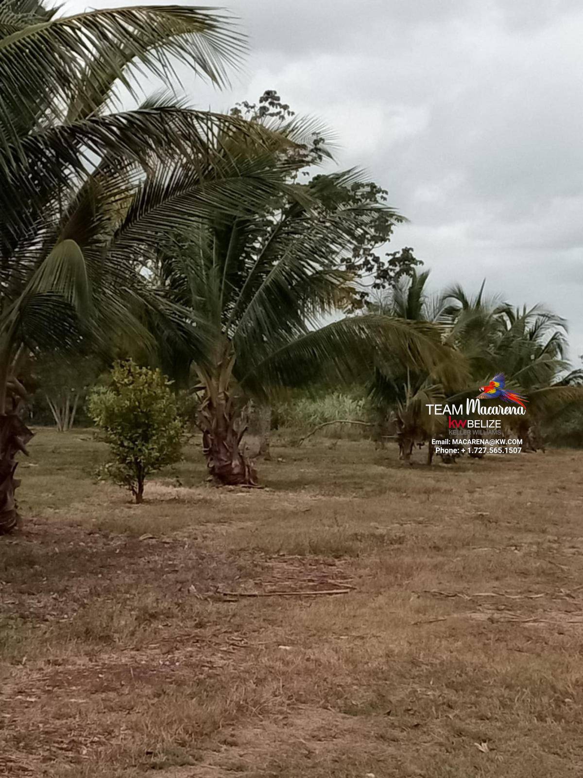 43.48 Acres Near Corozal Town – Tropical Paradise Acreage for Sale in Belize