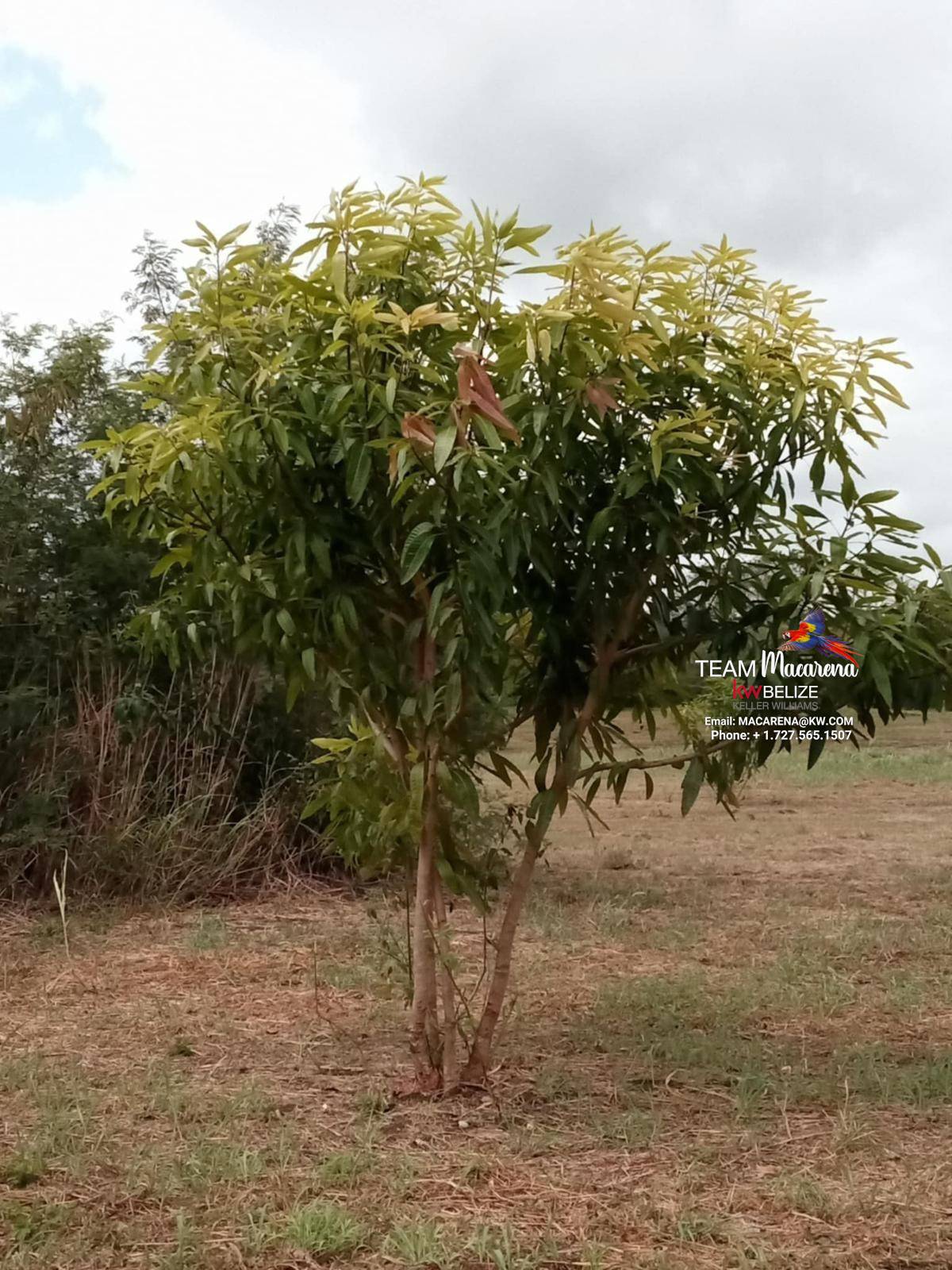 43.48 Acres Near Corozal Town – Tropical Paradise Acreage for Sale in Belize