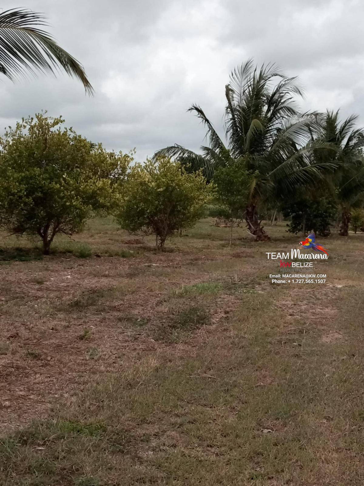 43.48 Acres Near Corozal Town – Tropical Paradise Acreage for Sale in Belize
