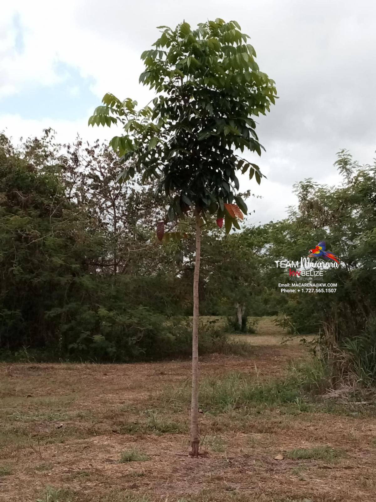 43.48 Acres Near Corozal Town – Tropical Paradise Acreage for Sale in Belize