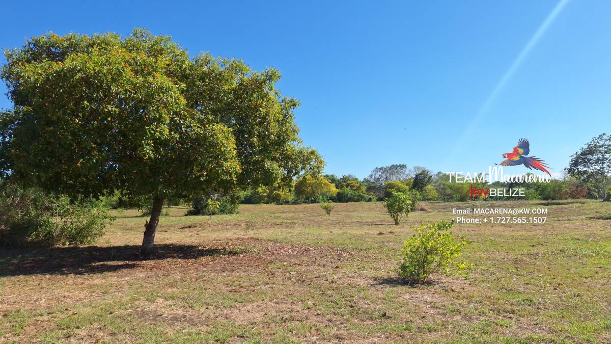 43.48 Acres Near Corozal Town – Tropical Paradise Acreage for Sale in Belize