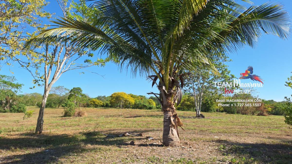 43.48 Acres Near Corozal Town – Tropical Paradise Acreage for Sale in Belize