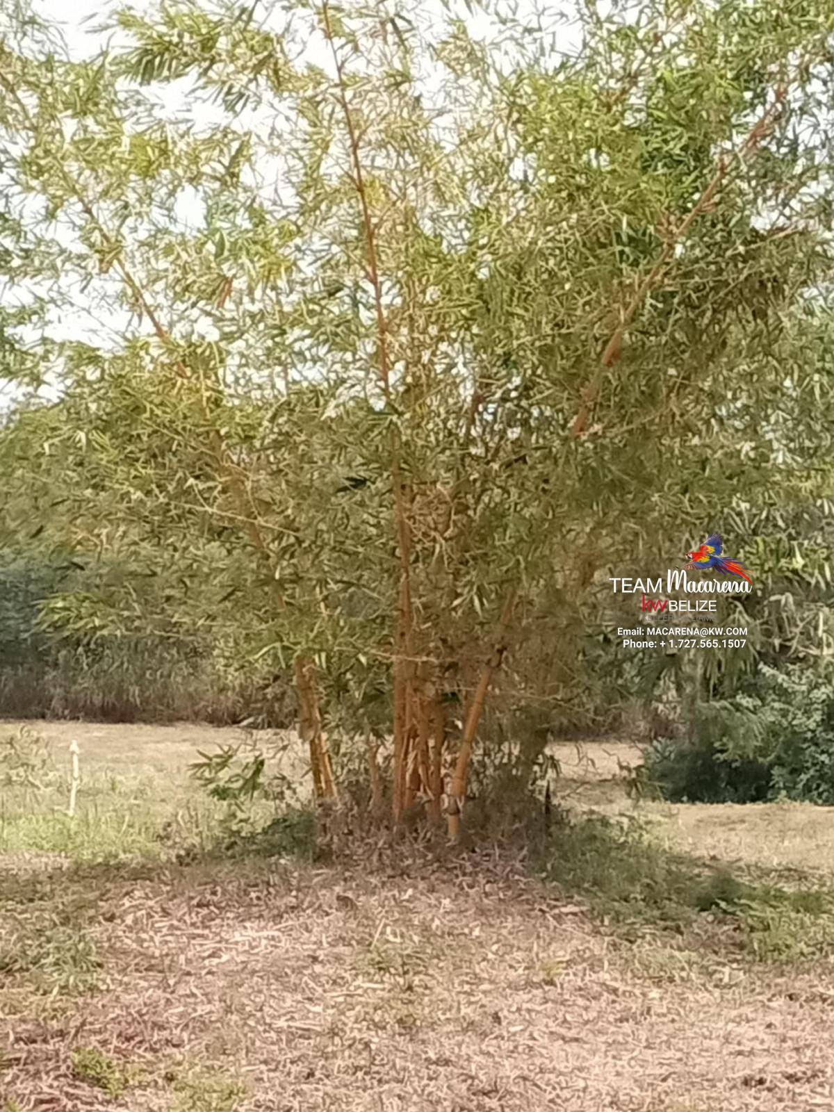 43.48 Acres Near Corozal Town – Tropical Paradise Acreage for Sale in Belize