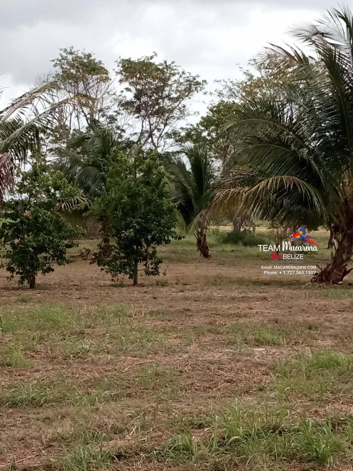 43.48 Acres Near Corozal Town – Tropical Paradise Acreage for Sale in Belize