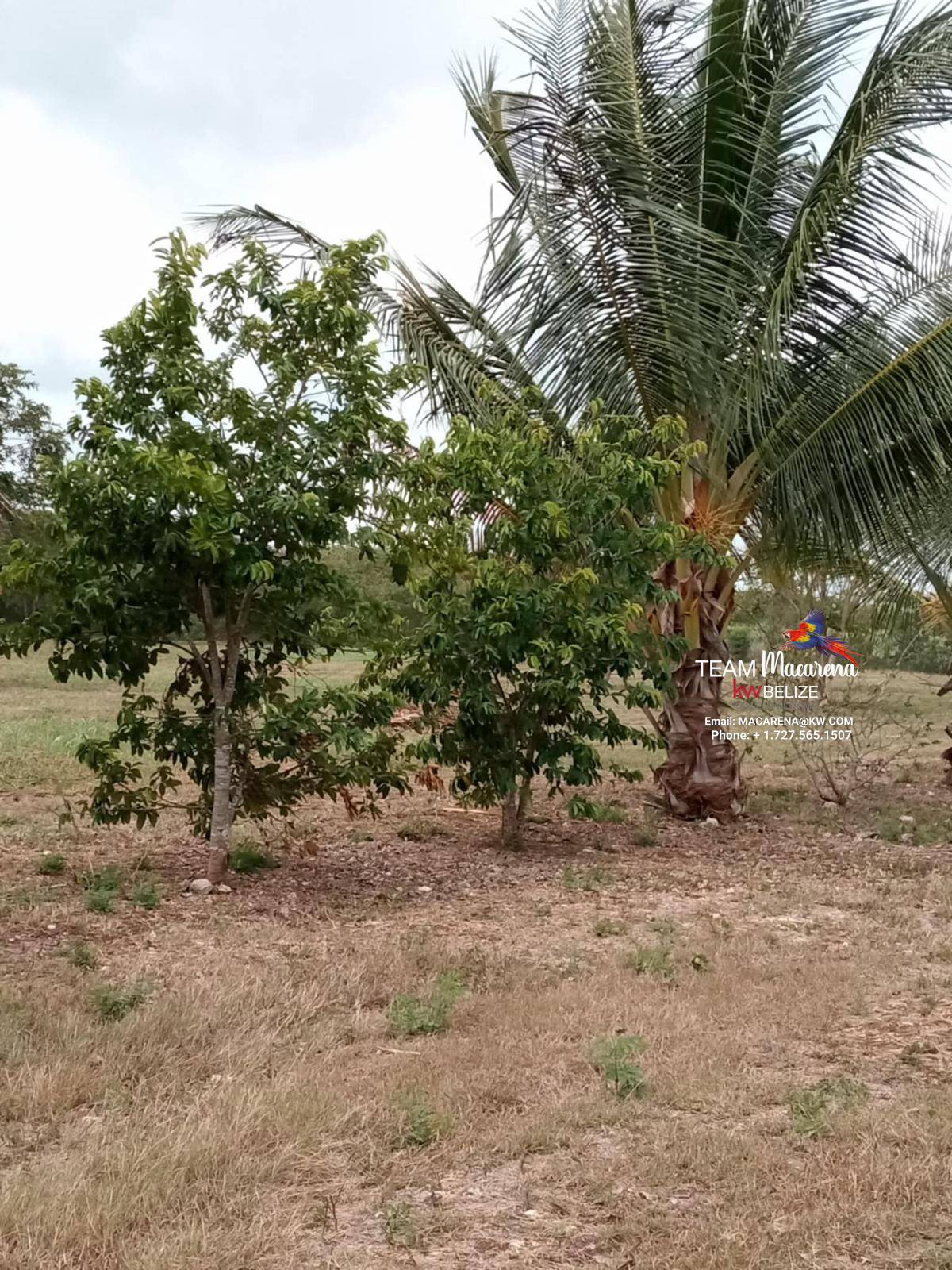 43.48 Acres Near Corozal Town – Tropical Paradise Acreage for Sale in Belize