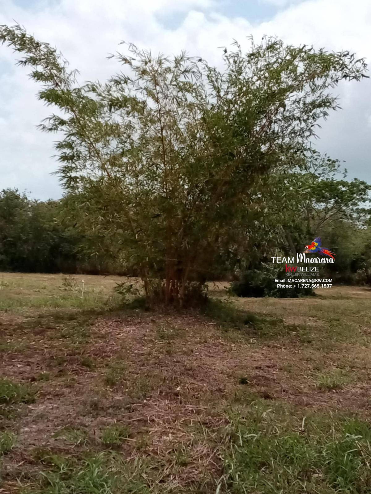 43.48 Acres Near Corozal Town – Tropical Paradise Acreage for Sale in Belize