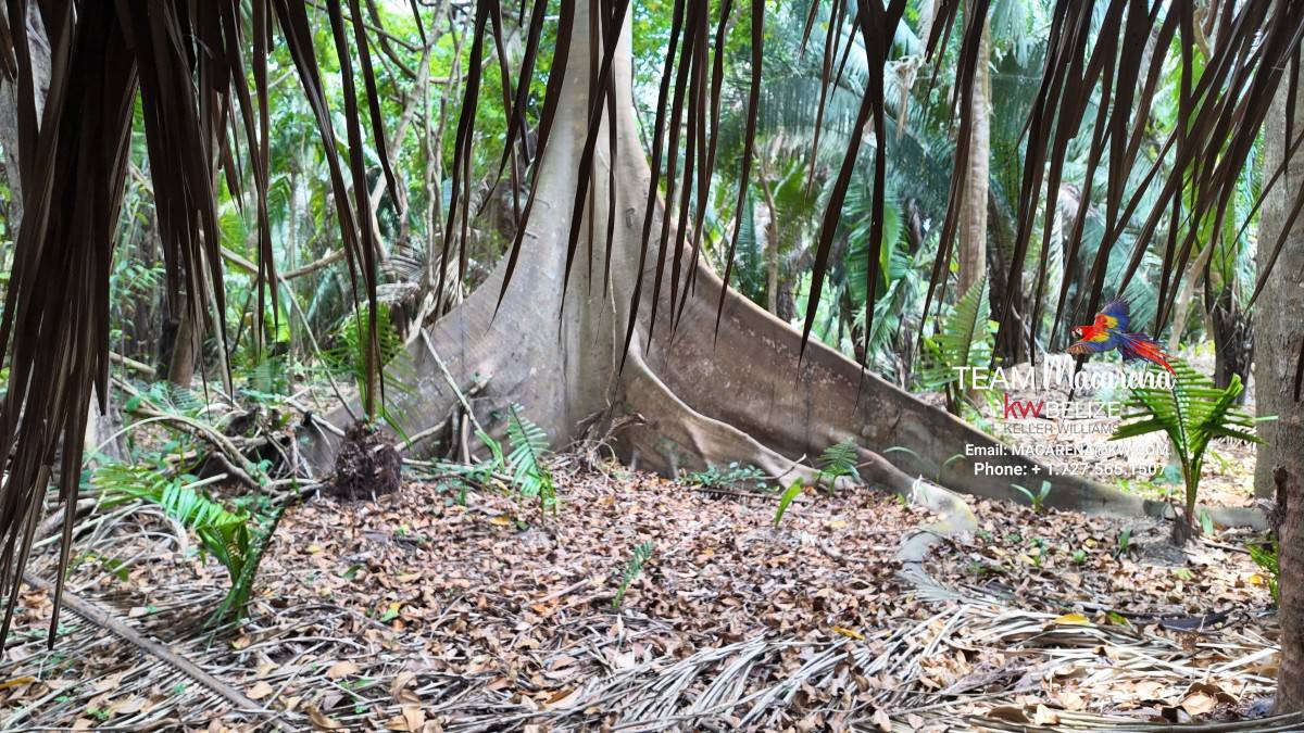 10 Acres in Southern Belize: A Rare Opportunity to Own Paradise Near the Maya Mountains