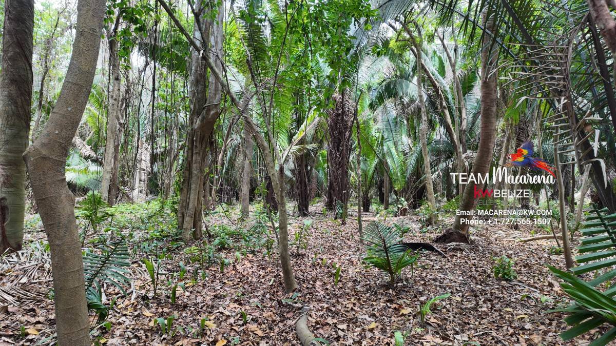 10 Acres in Southern Belize: A Rare Opportunity to Own Paradise Near the Maya Mountains