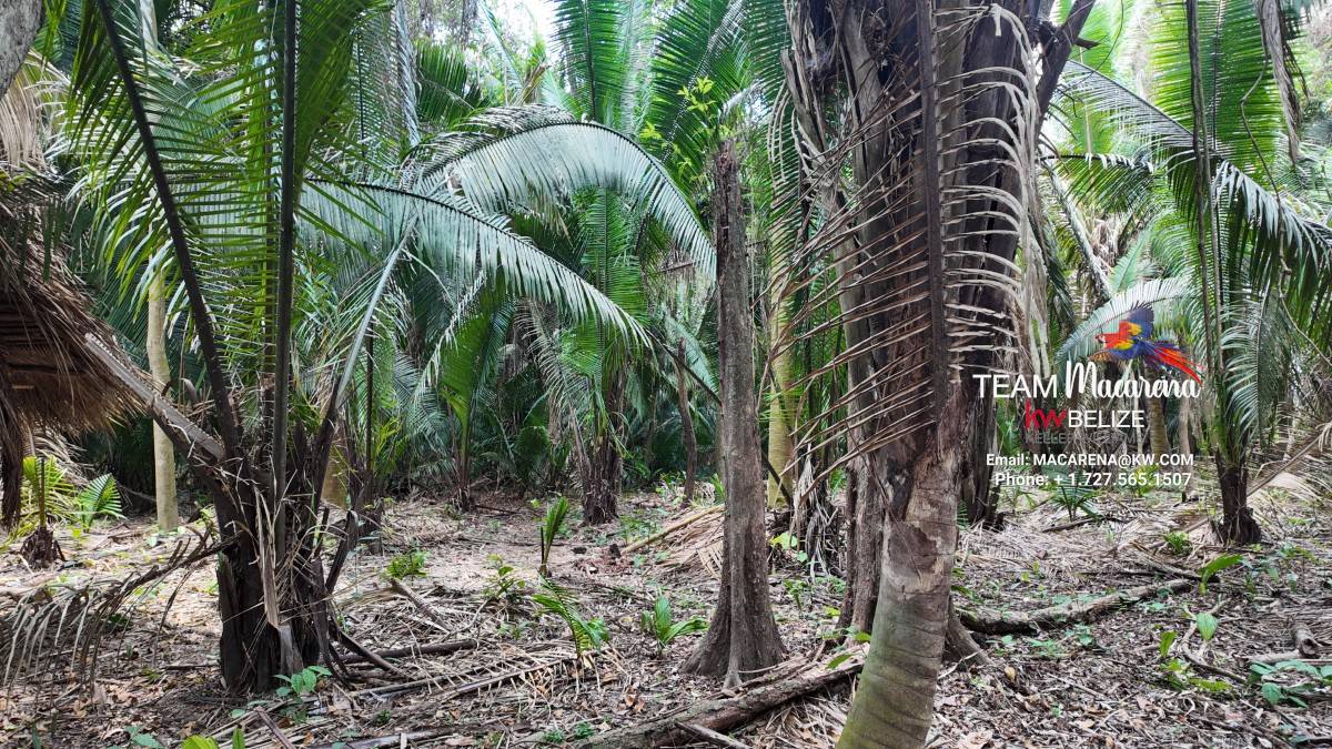 10 Acres in Southern Belize: A Rare Opportunity to Own Paradise Near the Maya Mountains