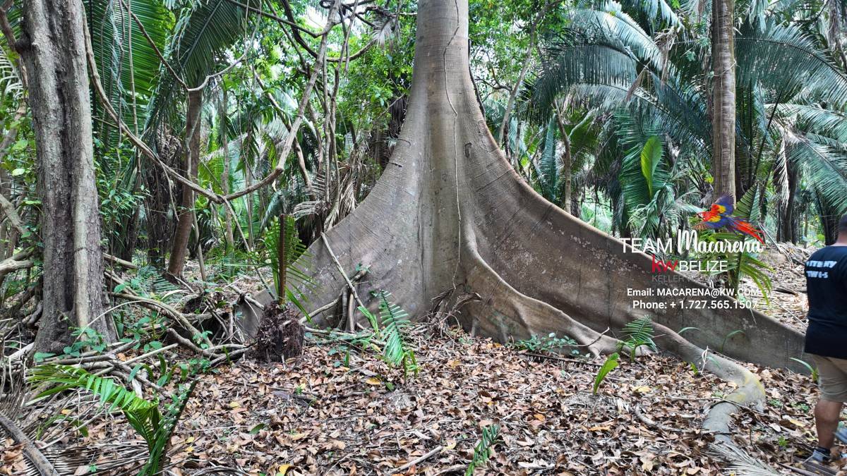10 Acres in Southern Belize: A Rare Opportunity to Own Paradise Near the Maya Mountains