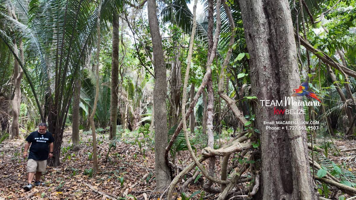 10 Acres in Southern Belize: A Rare Opportunity to Own Paradise Near the Maya Mountains