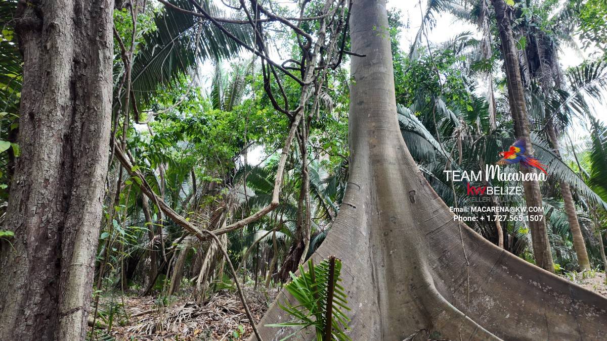 10 Acres in Southern Belize: A Rare Opportunity to Own Paradise Near the Maya Mountains