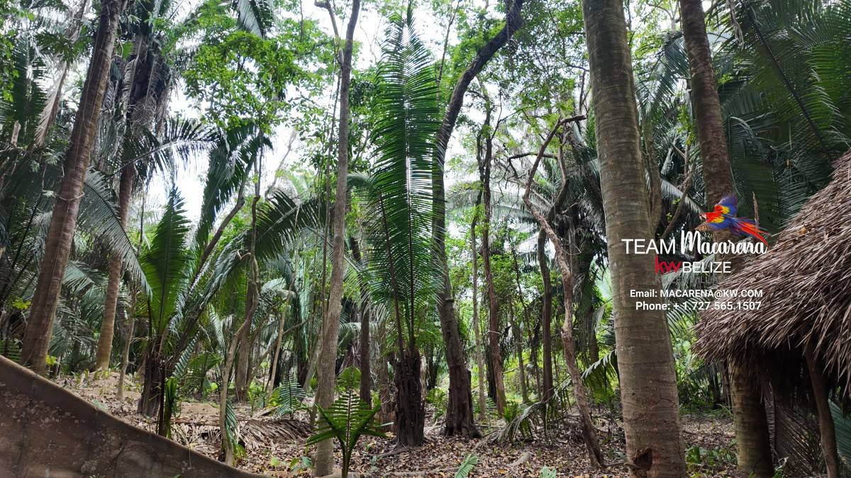 10 Acres in Southern Belize: A Rare Opportunity to Own Paradise Near the Maya Mountains