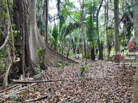 10 Acres In Southern Belize