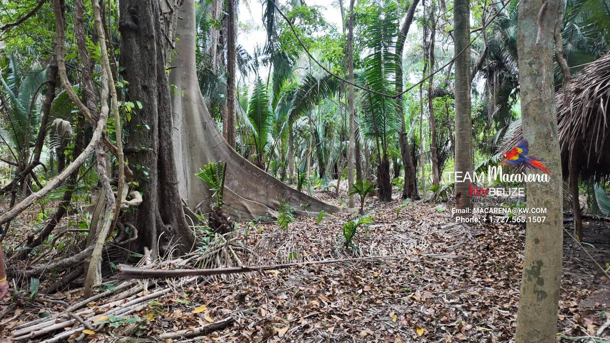 10 Acres in Southern Belize