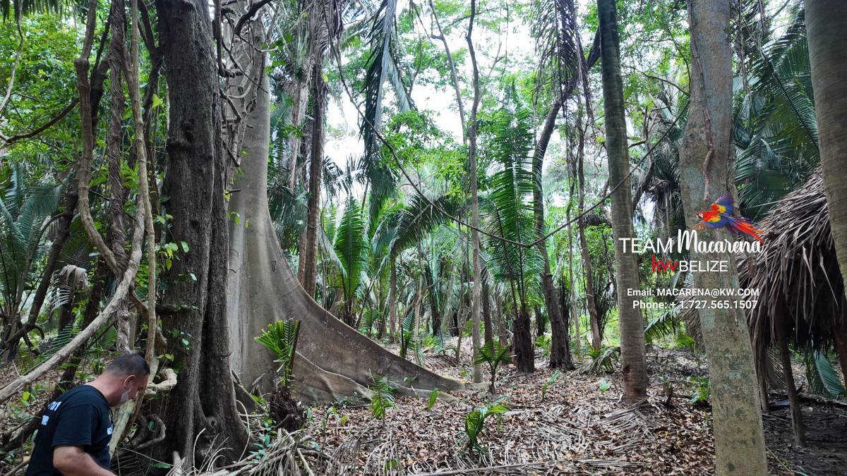 10 Acres in Southern Belize: A Rare Opportunity to Own Paradise Near the Maya Mountains