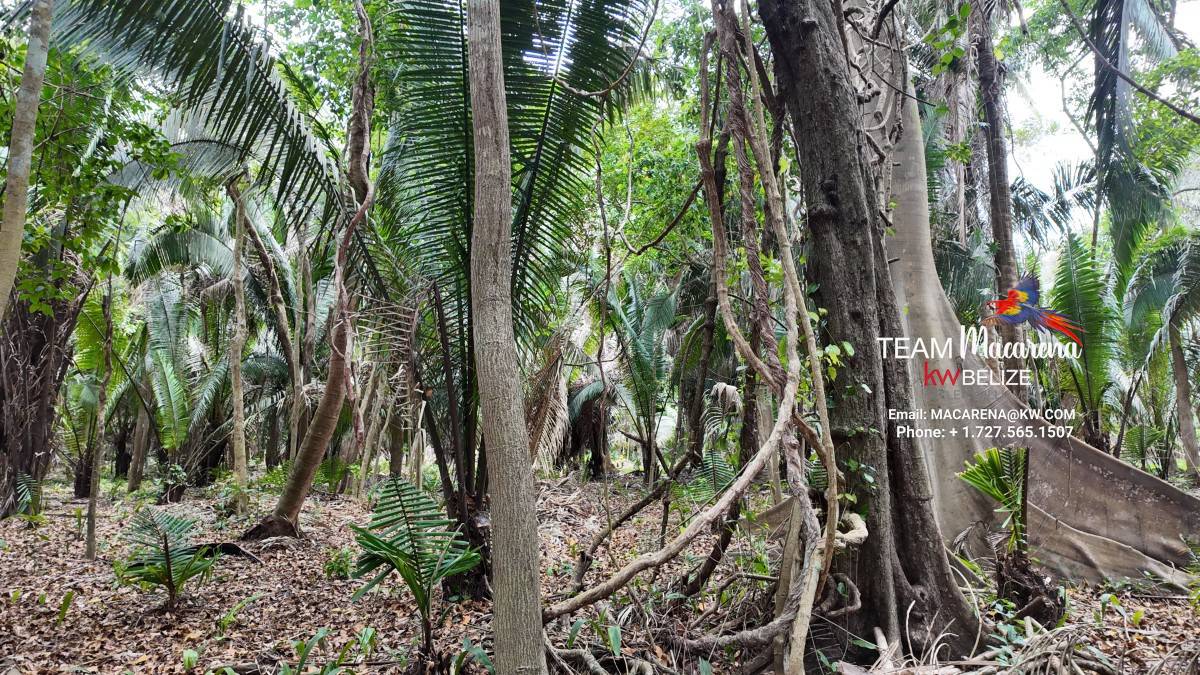 10 Acres in Southern Belize: A Rare Opportunity to Own Paradise Near the Maya Mountains