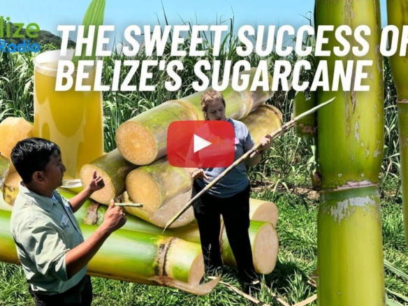Organic Sugar Cane Adventure In Belize