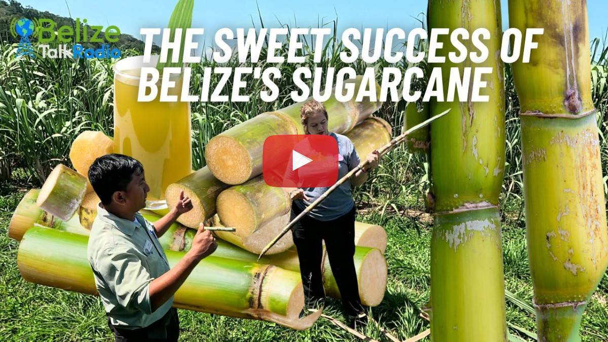 Organic Sugar Cane Adventure In Belize