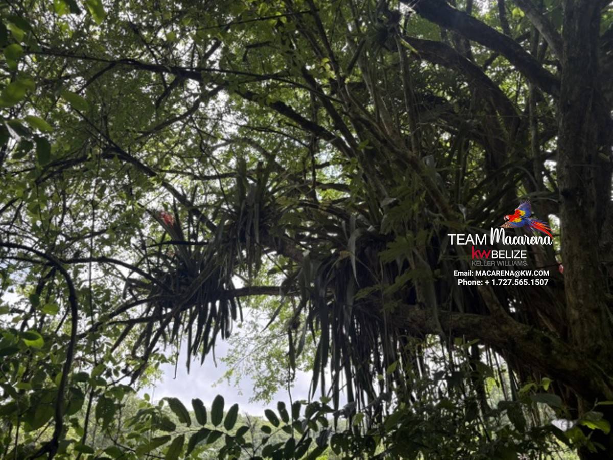 Your Own Riverfront Paradise in Belize