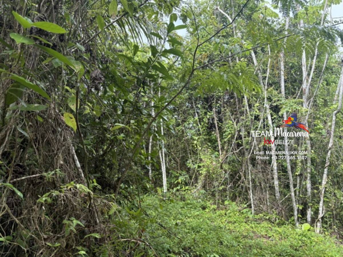 Your Own Riverfront Paradise in Belize