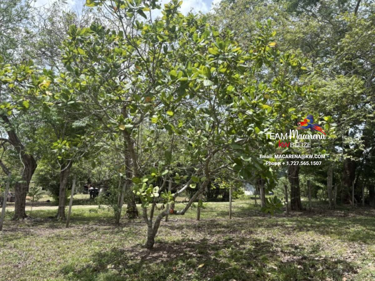 Super Palm Resort: A Resort Development Opportunity Near Belmopan