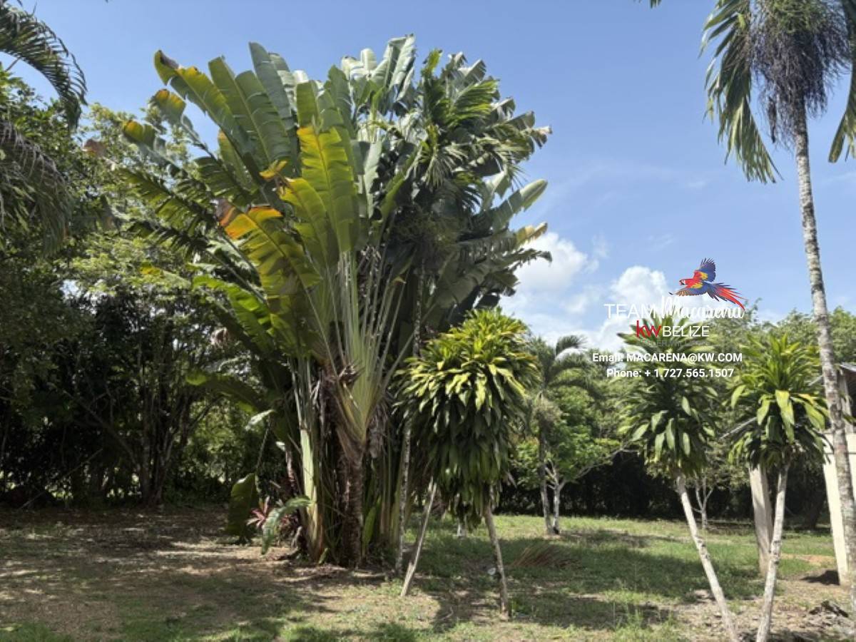 Super Palm Resort: A Resort Development Opportunity Near Belmopan