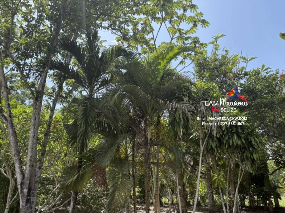 Super Palm Resort: A Resort Development Opportunity Near Belmopan