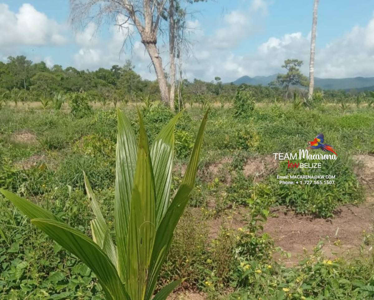 40-Acre Coconut Farm in Belize