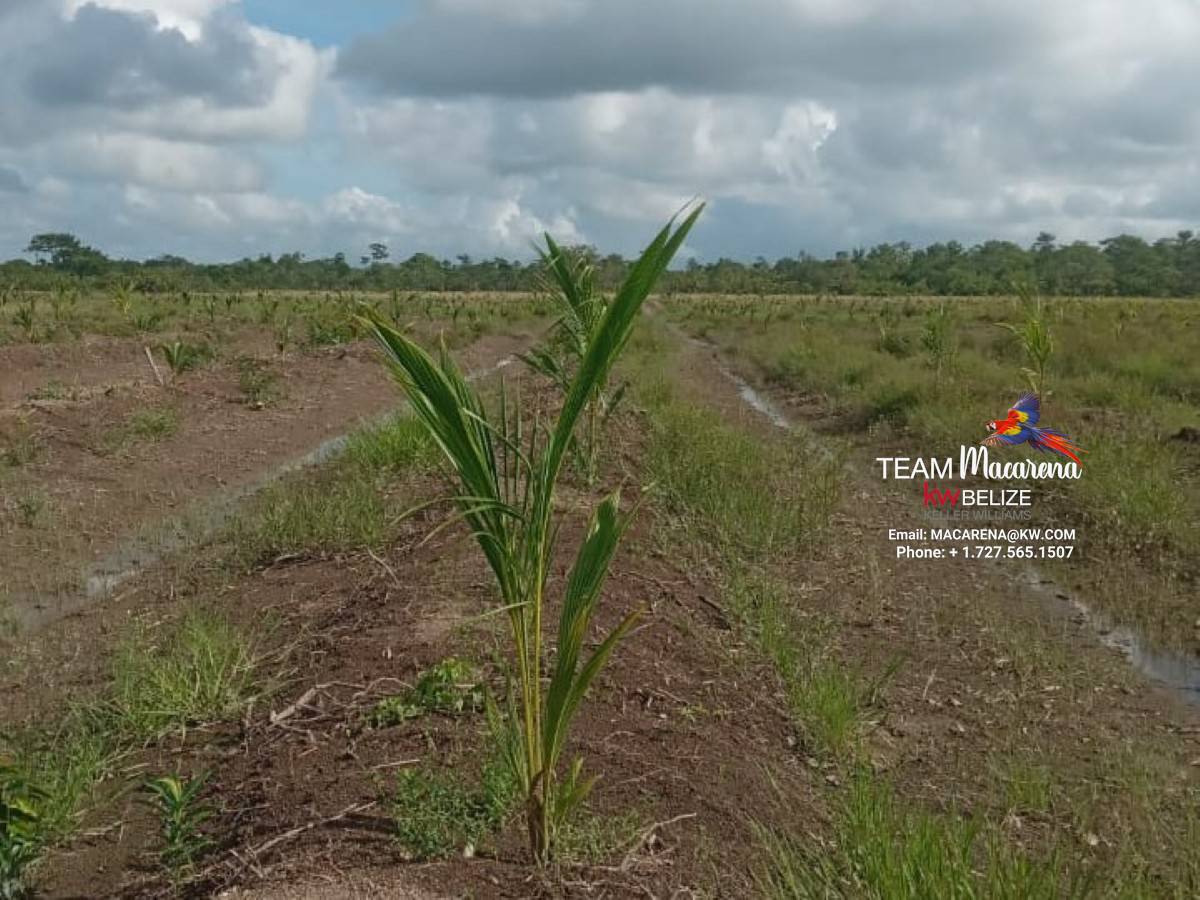 40-Acre Coconut Farm in Belize