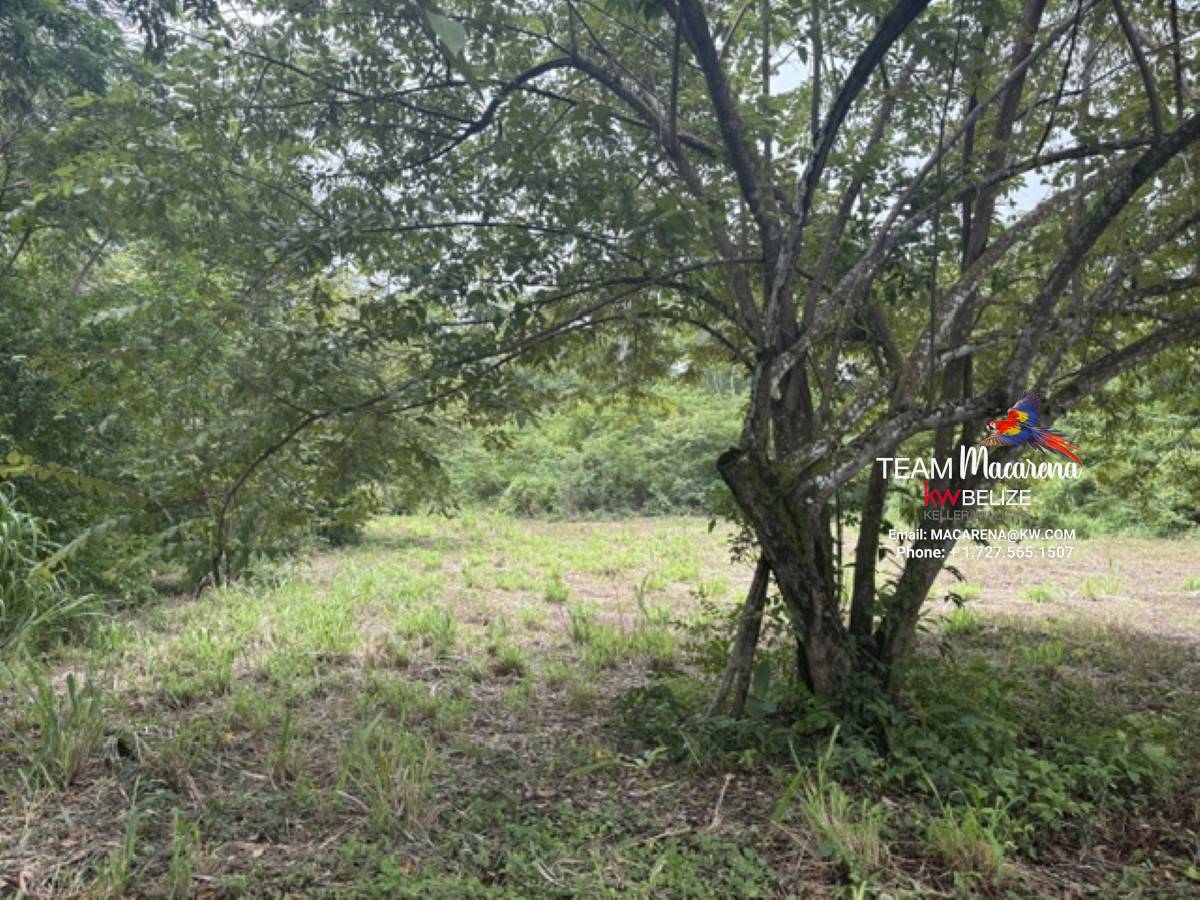 25-Acre Parcel in Bullet Tree