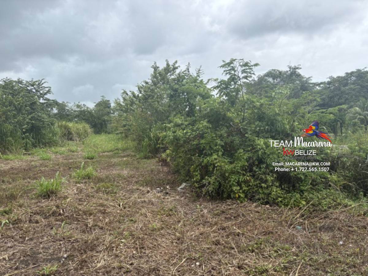 25-Acre Parcel in Bullet Tree