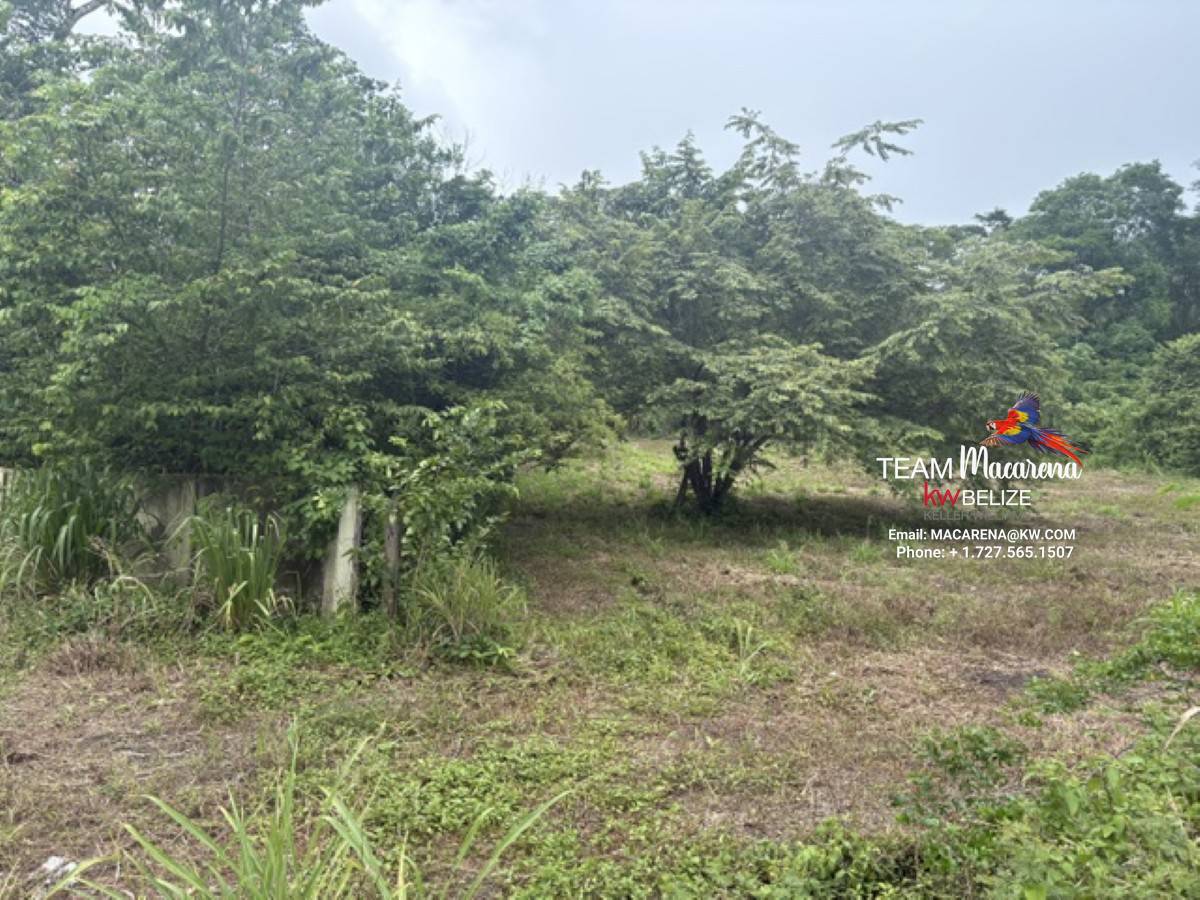 25-Acre Parcel in Bullet Tree
