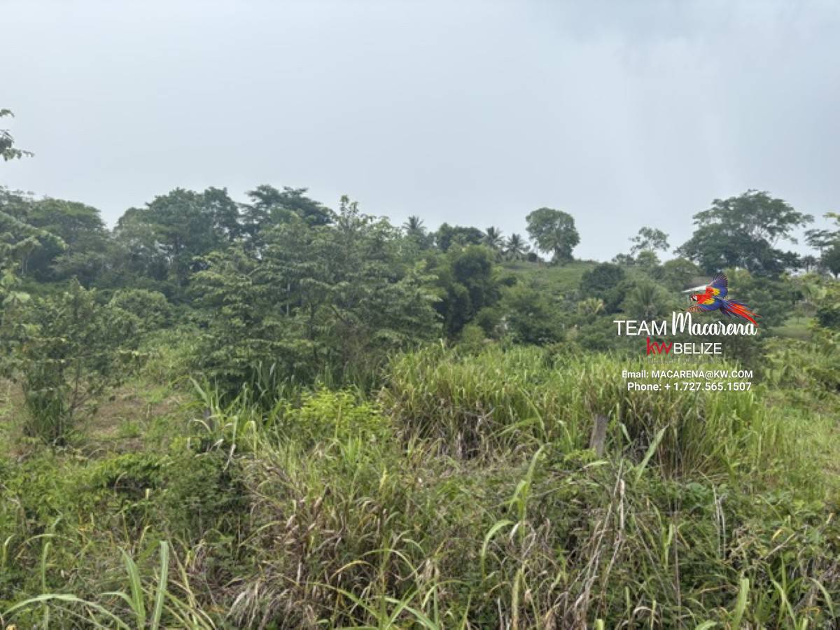 25-Acre Parcel in Bullet Tree