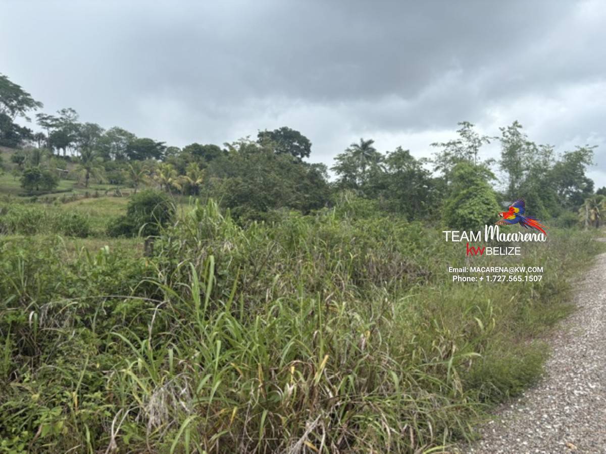 25-Acre Parcel in Bullet Tree