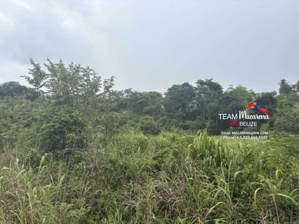 25-Acre Parcel in Bullet Tree