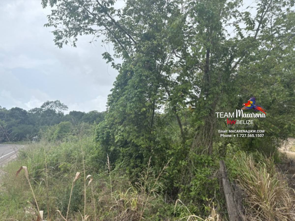 25-Acre Parcel in Bullet Tree