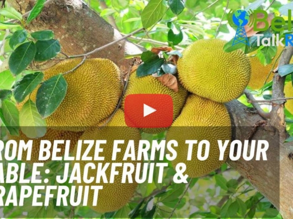 Jackfruit, Grapefruit, Everyday Life