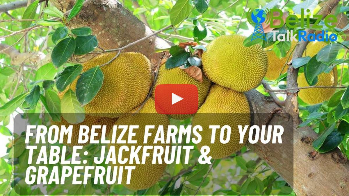 Jackfruit, Grapefruit, Everyday Life